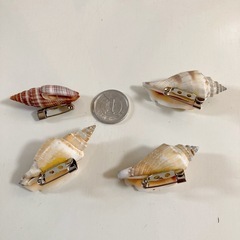 貝殻　ブローチセット　人気の画像