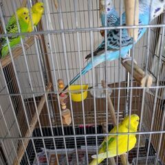 大切に育ててくれる方募集セキセイインコ5匹