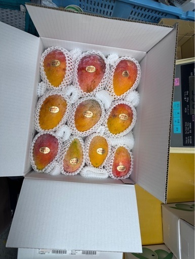 家庭用マンゴー5キロ②