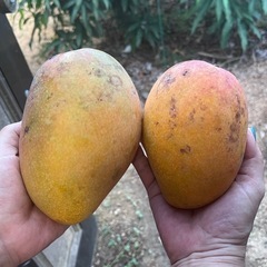 家庭用マンゴー5キロ②の画像