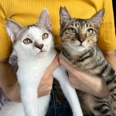 人大好き兄弟♡2匹一緒に里親さま募集中