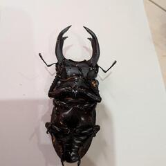 オオクワガタペア④　　76mmの画像