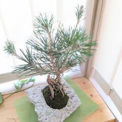 盆栽 松 欲しい方に！の画像