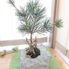 盆栽 松 欲しい方に！の画像