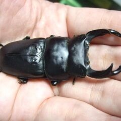 三重県産オオクワガタ F1 ♂70.8ミリ ♀46.3ミリ ペアの画像