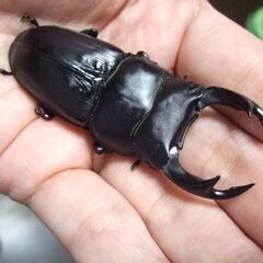三重県産オオクワガタ F1 ♂70.8ミリ ♀46.3ミリ ペアの画像