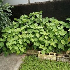 大葉（取り引き中）の画像