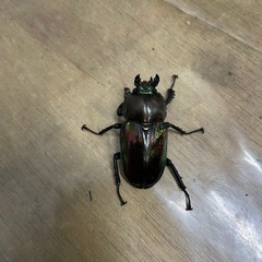 【後食済】ニジイロクワガタ　♀2頭の画像