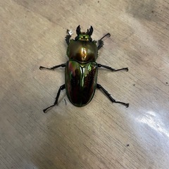 【後食済】ニジイロクワガタ　♀2頭の画像