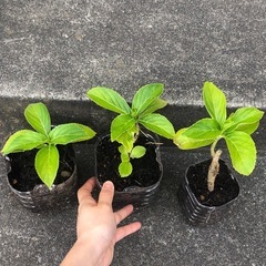 アジサイ 1年生苗  1〜3ポットの画像