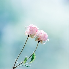造花 プリザーブドフラワーの画像