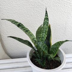 ♠観葉植物　サンセベリアの画像