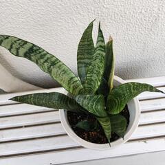 ♠観葉植物　サンセベリアの画像