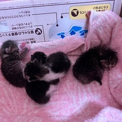7/30生まれの子猫