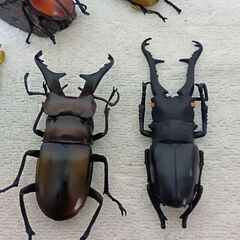 値下げしました、クワガタフィギィア6個セットの画像