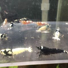 決まりました、受付ストップします◆　　　　　　　　　　　　　　　　　　　　　　　　　　　　　　　　　　　　　　　　　　　　　　　　　　　　　　　　　　　　　　　　　　　　　　　　　　　　　　　　　　　　　　　　　【現物】ビーシュリンプ 　ハイブリッド◆おまけ込み15匹セットの画像