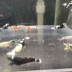 決まりました、受付ストップします◆　　　　　　　　　　　　　　　　　　　　　　　　　　　　　　　　　　　　　　　　　　　　　　　　　　　　　　　　　　　　　　　　　　　　　　　　　　　　　　　　　　　　　　　　　【現物】ビーシュリンプ 　ハイブリッド◆おまけ込み15匹セットの画像