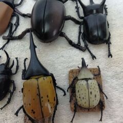 カブトムシフィギィア１１匹！②の画像