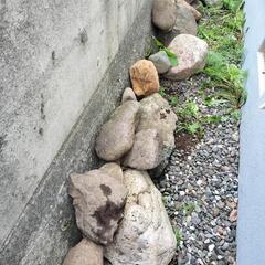 庭石　ガーデニング石　差し上げますの画像