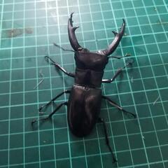 ①国産外国産クワガタカブトムシ500円クジの画像