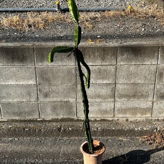 トロピカルフルーツを栽培してみませんかの画像
