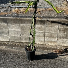 トロピカルフルーツを栽培してみませんかの画像