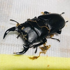 ⑥オオクワガタ   新成虫ペアの販売の画像