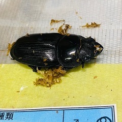 ⑥オオクワガタ   新成虫ペアの販売の画像
