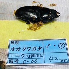 ⑥オオクワガタ   新成虫ペアの販売の画像