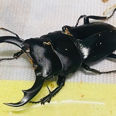 ③シェンクリングオオクワガタ   新成虫ペアの販売の画像