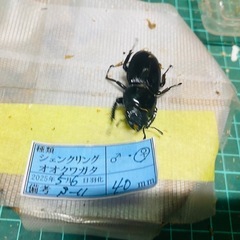 ③シェンクリングオオクワガタ   新成虫ペアの販売の画像