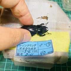 ③シェンクリングオオクワガタ   新成虫ペアの販売の画像
