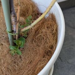【無料】ユーカリの画像