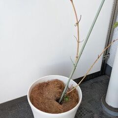 【無料】ユーカリの画像