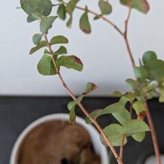 【無料】ユーカリの画像