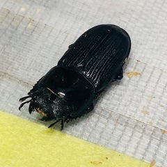 ①⓪ムシモンオオクワガタ   新成虫ペアの販売の画像