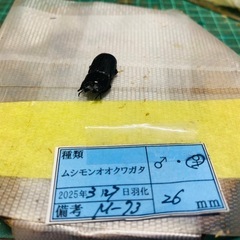 ①⓪ムシモンオオクワガタ   新成虫ペアの販売の画像