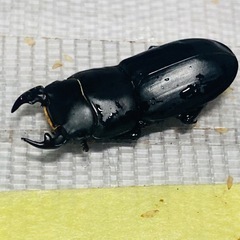 ①⓪ムシモンオオクワガタ   新成虫ペアの販売の画像