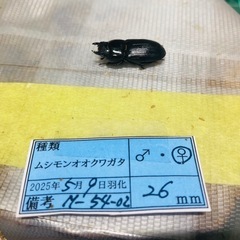 ①①ムシモンオオクワガタ   新成虫ペアの販売の画像
