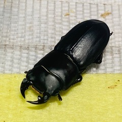 ①①ムシモンオオクワガタ   新成虫ペアの販売の画像