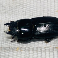 ①①ムシモンオオクワガタ   新成虫ペアの販売の画像