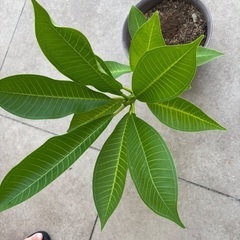 プルメリア　白の画像