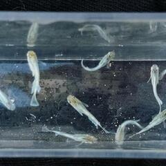 エメキン　春生まれの幼魚6匹の画像