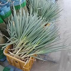 食品ロス削減‼️(*｀ｴ´*)根っこ付きのはねだしねぎお譲りします‼️😢⤵️⤵️の画像