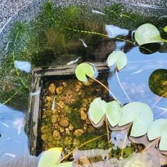エメキン　春生まれの幼魚6匹の画像