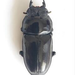 国産オオクワガタ能勢ＹG成虫ペア①の画像