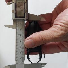 国産オオクワガタ能勢ＹG成虫ペア①の画像