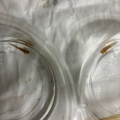 アカハライモリ　幼生　②　両生類　の画像