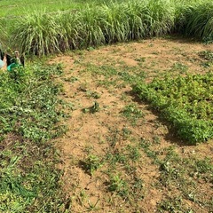レモングラスの画像