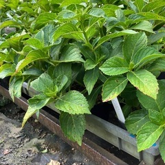 紫陽花苗　8月18日までの出品とさせていただきます！の画像